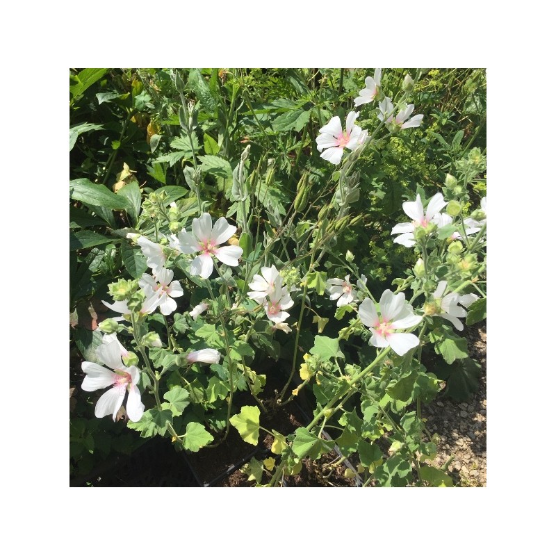 Lavatera 'Frédérique', lavatère arbustive à fleurs blanches, petit cœur rose