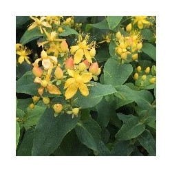Hypericum x.inodorum MAGICAL Innocence 'KOLMAGINNO'