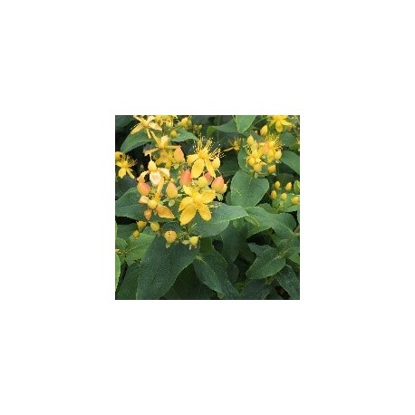 Hypericum x.inodorum MAGICAL Innocence 'KOLMAGINNO'