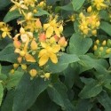 Hypericum MAGICAL ® Innocence 'KOLMAGINNO'