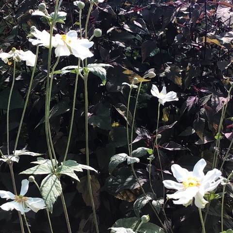 Anemone 'Whirlwind', anemone du Japon à fleurs blanches semi-doubles