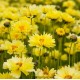 Coreopsis grandiflora 'Solar Dance'