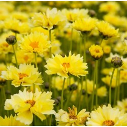 Coreopsis grandiflora 'Solar Dance'