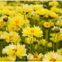 Coreopsis grandiflora 'Solar Dance'