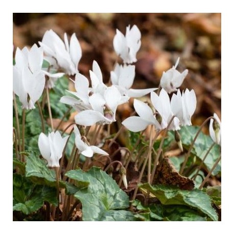 Cyclamen hederifolium 'album'