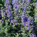 Nepeta x faassenii 'Blue Wonder'