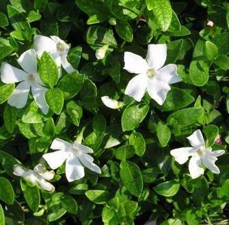 Vinca minor 'Alba', pervenche blanche couvre sol à petites feuilles
