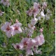 Verbascum hybride 'Pink Domino'