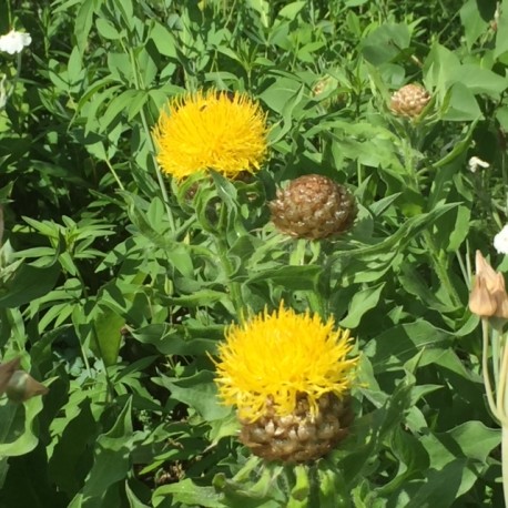 Centaurea macrocephala