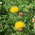 Centaurea macrocephala