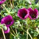 Geranium cinereum 'Jolly Jewel Purple'