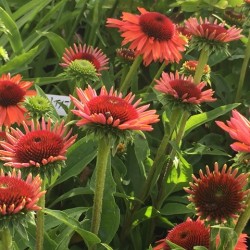 Echinacea 'Meditation Orange'