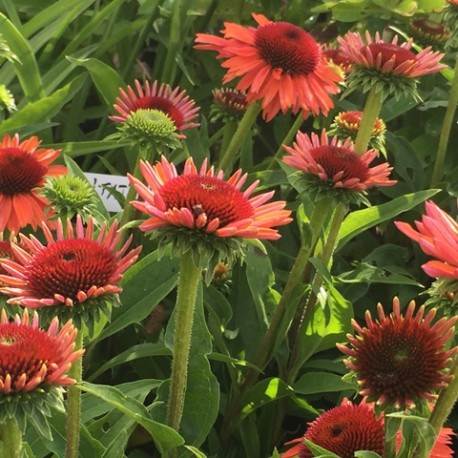 Echinacea 'Orange Meditation'