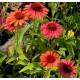 Echinacea 'Orange Meditation'