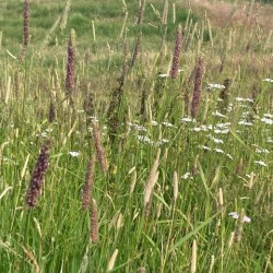 Melica altissima 'atropurpurea'