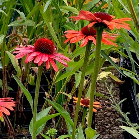 Echinacea 'Orange Sensation'