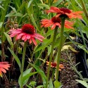Echinacea 'Sensation Orange'
