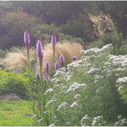 Liatris spicata 'Kobold'