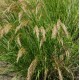 Stipa calamagrostis 'Algau'