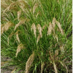 Stipa calamagrostis 'Algau'