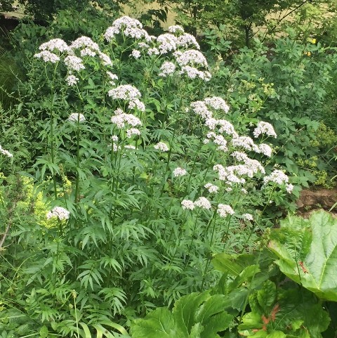 Valeriane officinale, grande valriane de sols frais, plante mdicinale