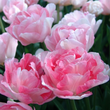Tulipa ' Angélique'