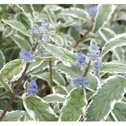 Caryopteris x clandonensis 'White Surprise'