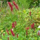 Persicaria amplexicaulis 'Fat Domino'