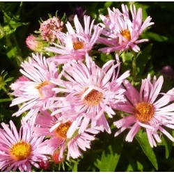 Aster novae-angliae 'Harrington pink'