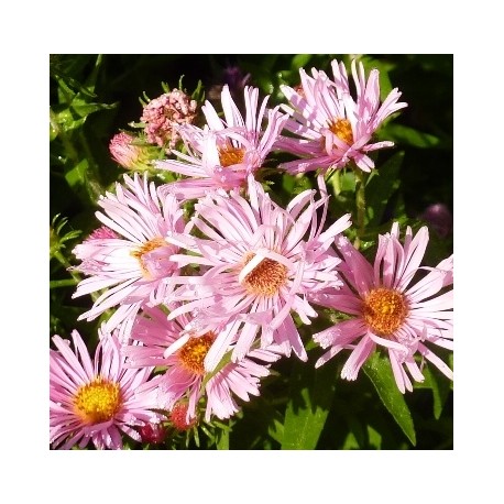 Aster novae-angliae 'Harrington pink'