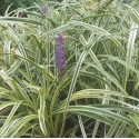 Liriope muscari 'variegata'