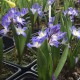 Chionodoxa forbesii 'Blue Giant'