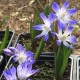 Chionodoxa forbesii 'Blue Giant'