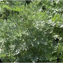 Artemisia arborescens 'Powis Castle'