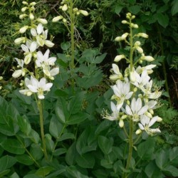 Dictamnus albus 'Albiflorus'