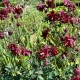 Aquilegia vulgaris var. stellata 'Bordeaux Barlow'