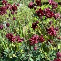 Aquilegia vulgaris var. stellata 'Bordeaux Barlow'