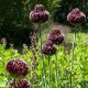 Allium amethystinum 'Forelock'