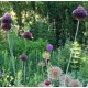 Allium amethystinum 'Forelock'