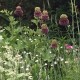 Allium amethystinum 'Forelock'