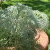 Artemisia mauiensis 'Makana Silver'