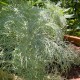 Artemisia mauiensis 'Makana Silver'