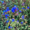 Ceratostigma willmottianum