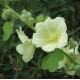 Alcea ficifolia