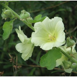 Alcea ficifolia