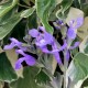 Salvia greggii Mirage 'So cool pale blue'
