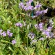 Limonium latifolium 'Robert Butler'