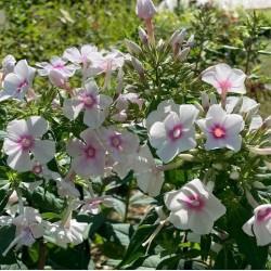 Phlox paniculata 'Grafin Von Zeppelin'