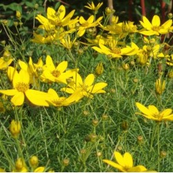 Coreopsis verticillata 'Zagreb'