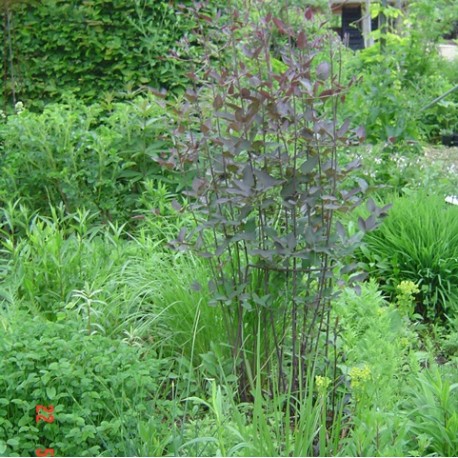 Clematis recta 'Purpurea'